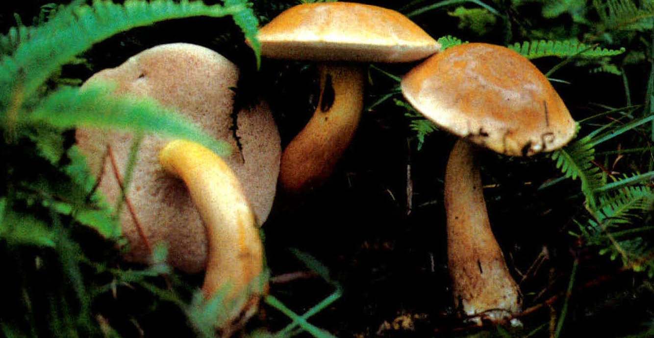 Tylopilus neofelleus Hongo